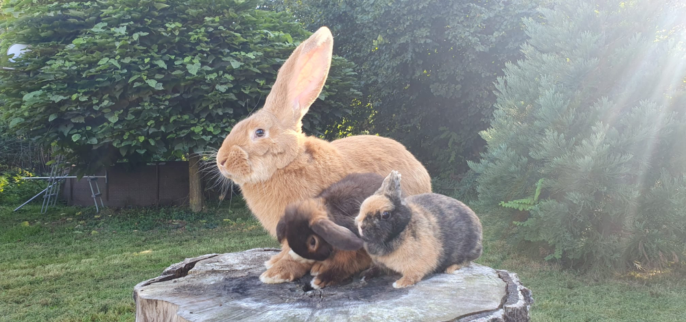 15. Weißeritztalschau der Rassekaninchen