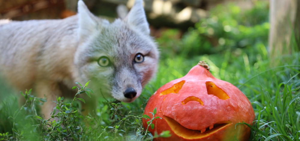 Kürbis-Spaß im Tierpark Görlitz