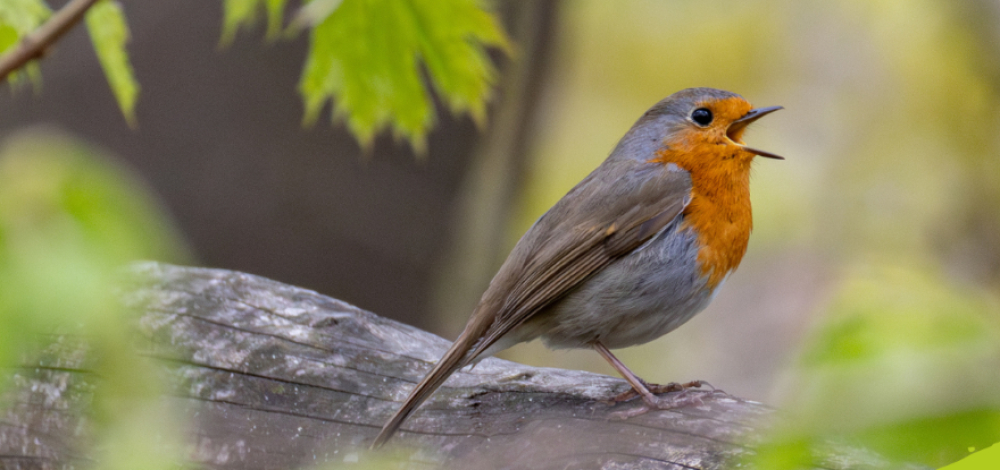 Pfingsten im Wildpark Osterzgebirge