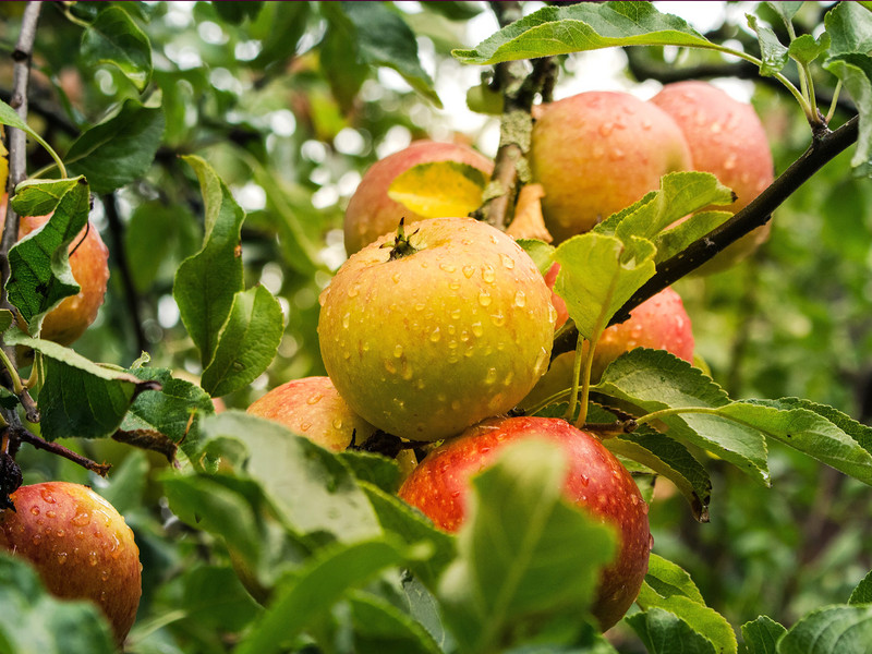 Für Familien »Apfelworkshop – Geschichten rund um das beliebte Obst«