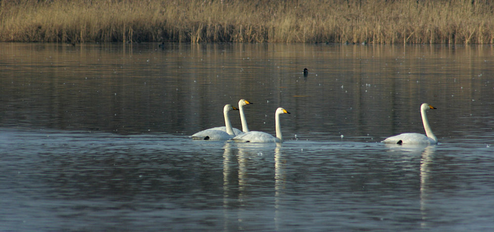 Frühlingswanderung durch die Commerauer Teiche