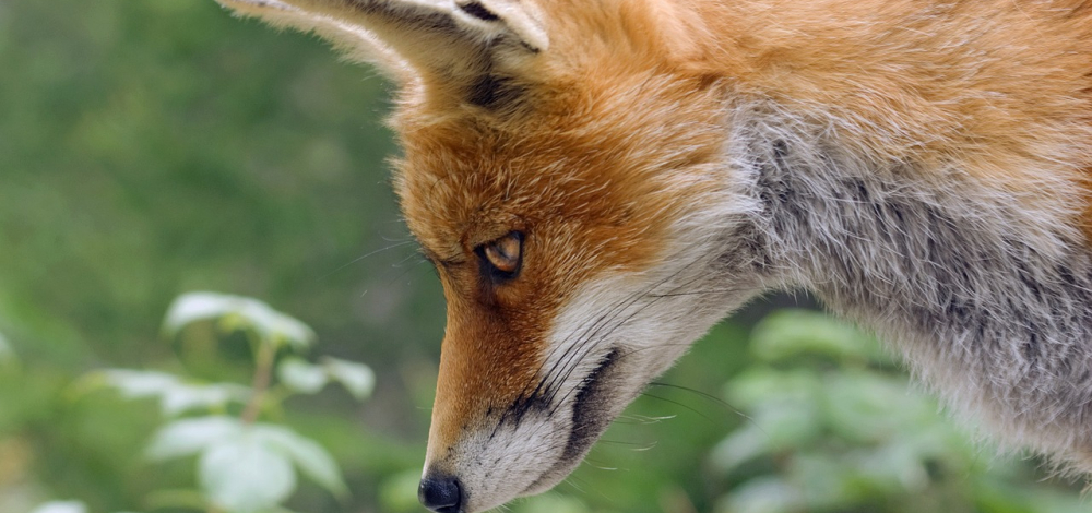 Die magischen Tiere im Schullandheim - Herbstcamp