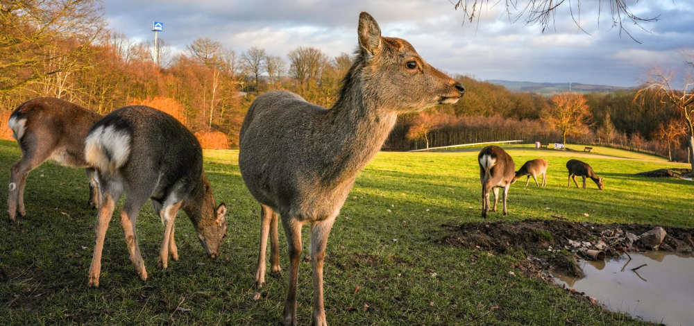 Familienabenteuer im Sonnenlandpark