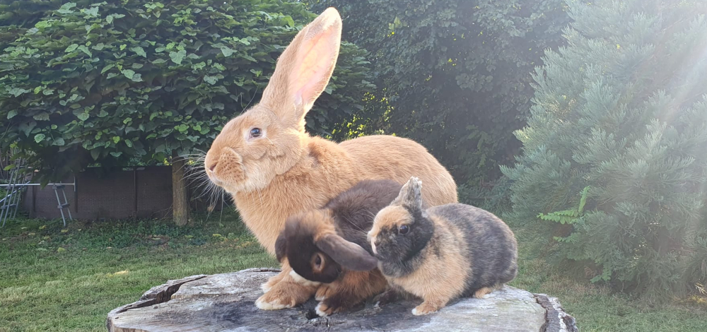 Rassekaninchenschau mit Kanin-Hop Vorführung