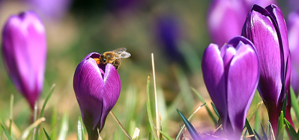 (Welt-)Bienentag im Naturschutz-Tierpark Görlitz-Zgorzelec
