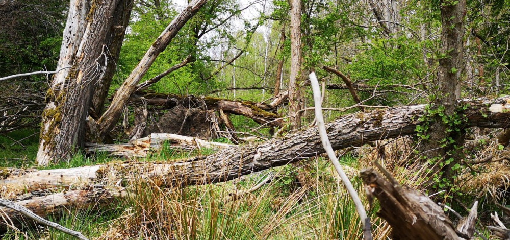 WILDE WANDERUNG auf dem Wildnispfad