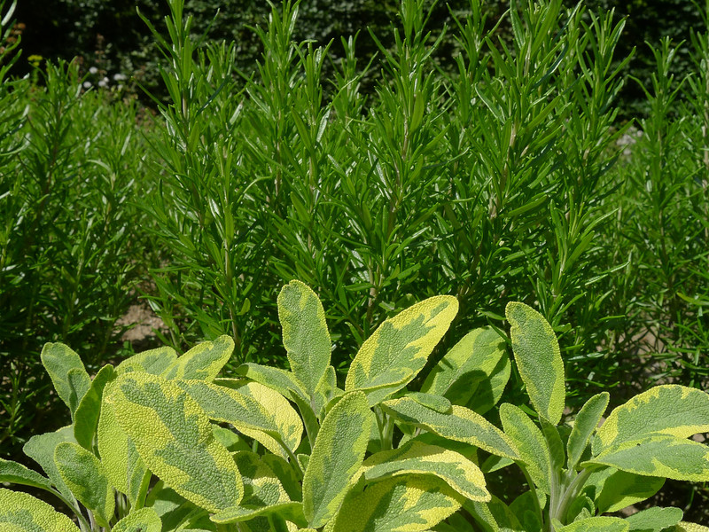 Für Familien »Kräuterworkshop - Den Pillnitzer Schlosspark genussvoll erleben«