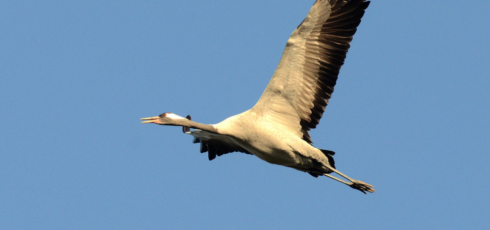 WILDE WANDERUNG - "Vogelzug an der Königsbrücker Heide"