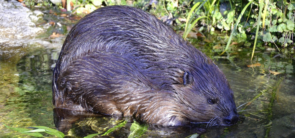 Naturkundlicher Vortrag: Bibermanagement im Landkreis Bautzen