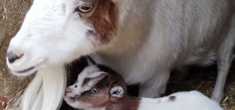 Osterfest im Tier- und Kulturpark Bischofswerda