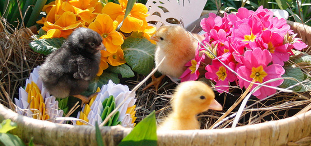 Oster(f)eiertage im Naturschutz-Tierpark Görlitz-Zgorzelec
