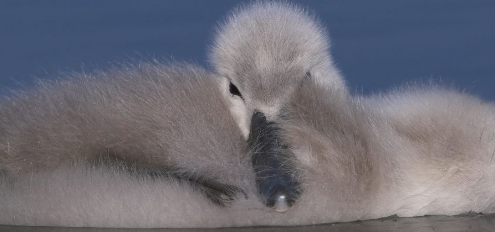 Wasservogelbeobachtungen am Stausee Quitzdorf