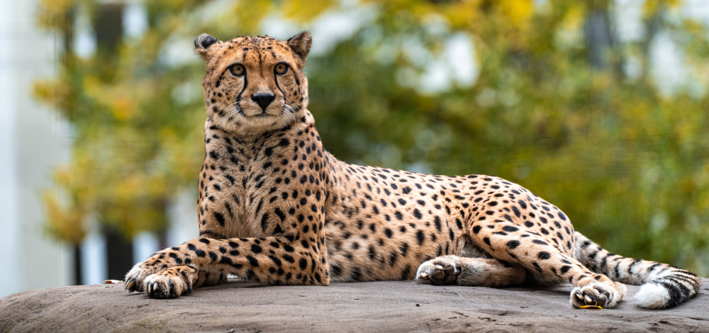Zootag - Blick hinter die Kulissen des  Zoo Dresden
