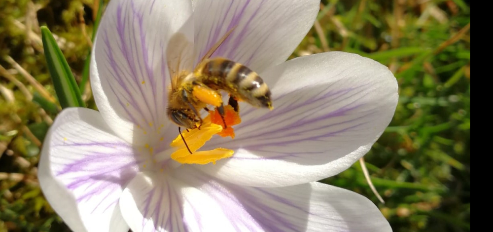 (Welt-)Bienentag im Naturschutz-Tierpark Görlitz-Zgorzelec