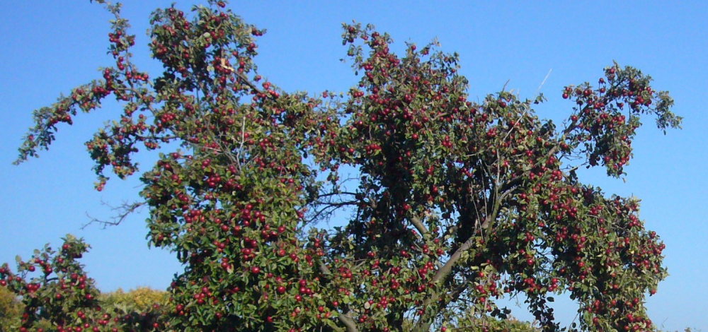 Apfel-Tag im Zschonergrundbad