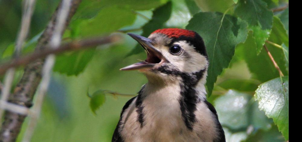 Naturkundliche Exkursion: Vogelstimmenwanderung