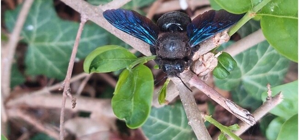 Praxistag der Jungen Naturwächter: Lebensraum Hecken