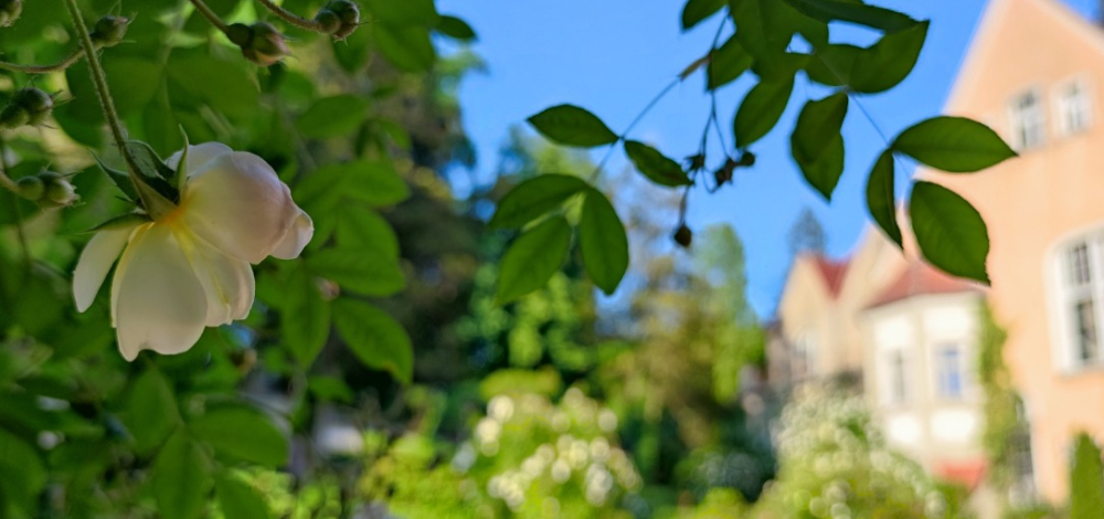 Workshop im Schlosspark Thürmsdorf: Rosenpflege im Sommer