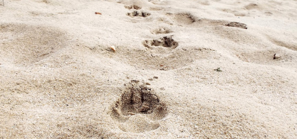 WILDE WANDERUNG "Dem Wolf auf der Spur"