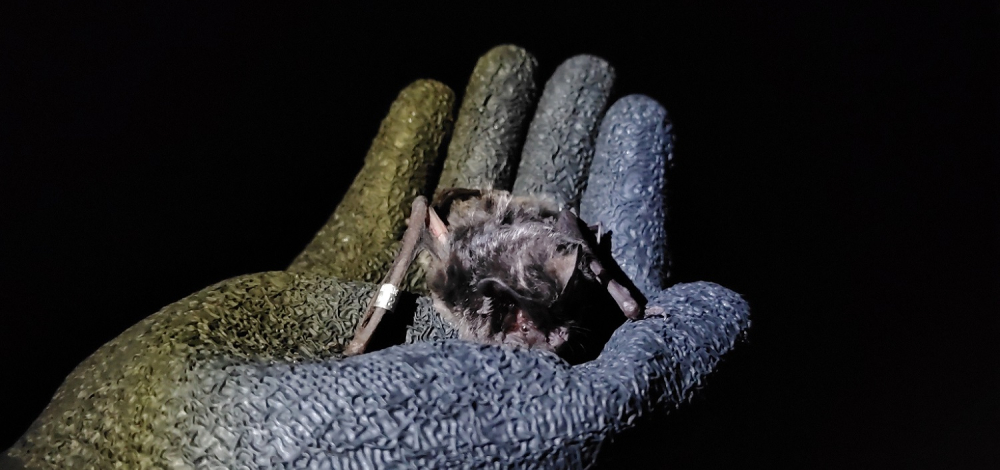 Internationale FLEDERMAUSNACHT "Batnight 2026"