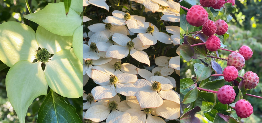 Sommerfest im Botanischen Garten der TU Dresden