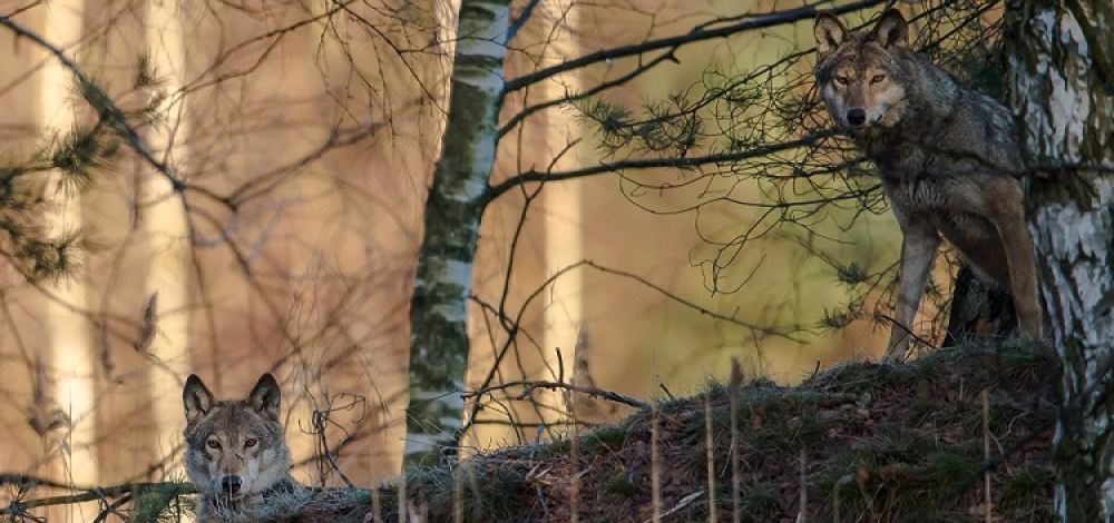 Ausflug ins Wolfsgebiet