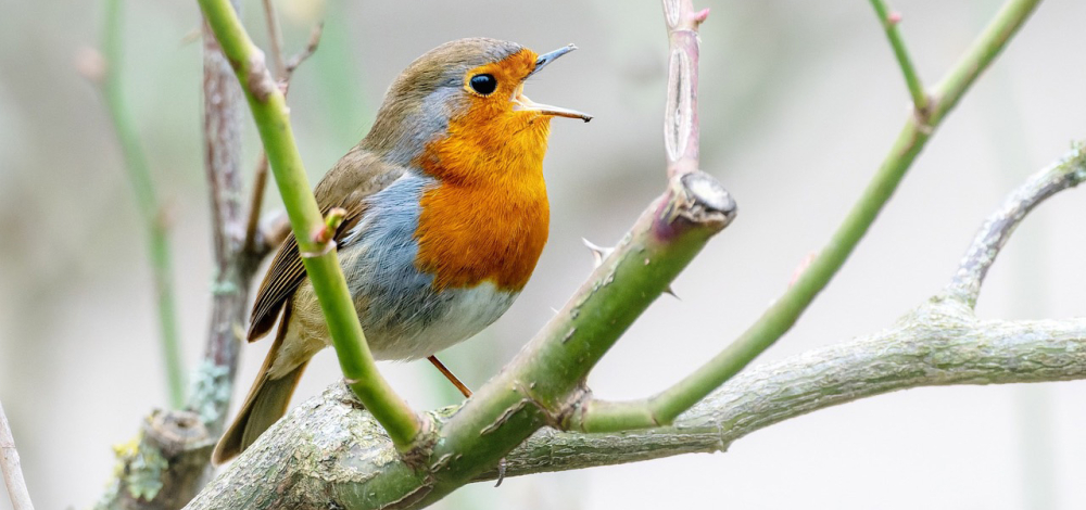 Naturkundliche Exkursion: Vogelstimmenwanderung