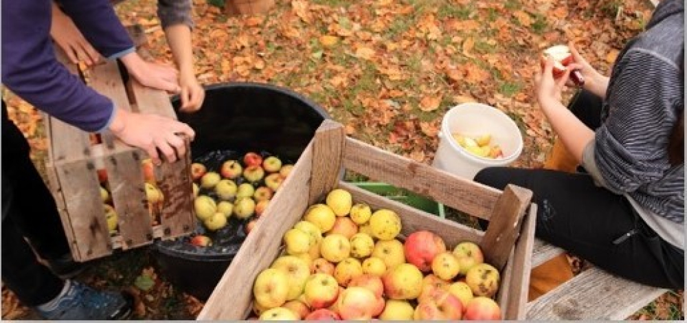 Praxistag der Jungen Naturwächter: Ernte auf der Obstwiese