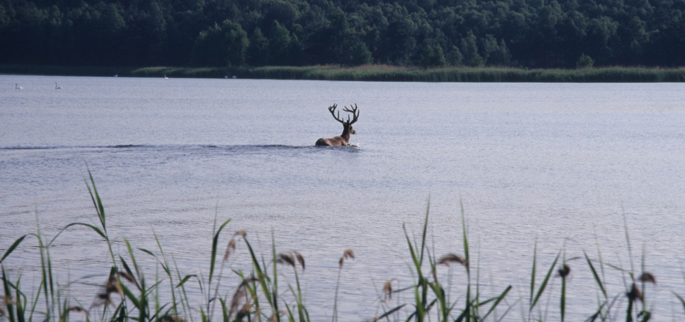 Naturfilmabend: Die geheime Welt der Tiere