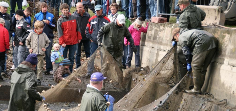 Koselitzer Schaufischen