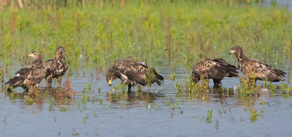 Naturkundliche Exkursion: Vogelzug in der Teichlausitz