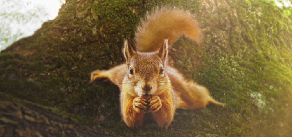 Kinosommer im Biosphärenreservat: "Die Eiche - Mein Zuhause"