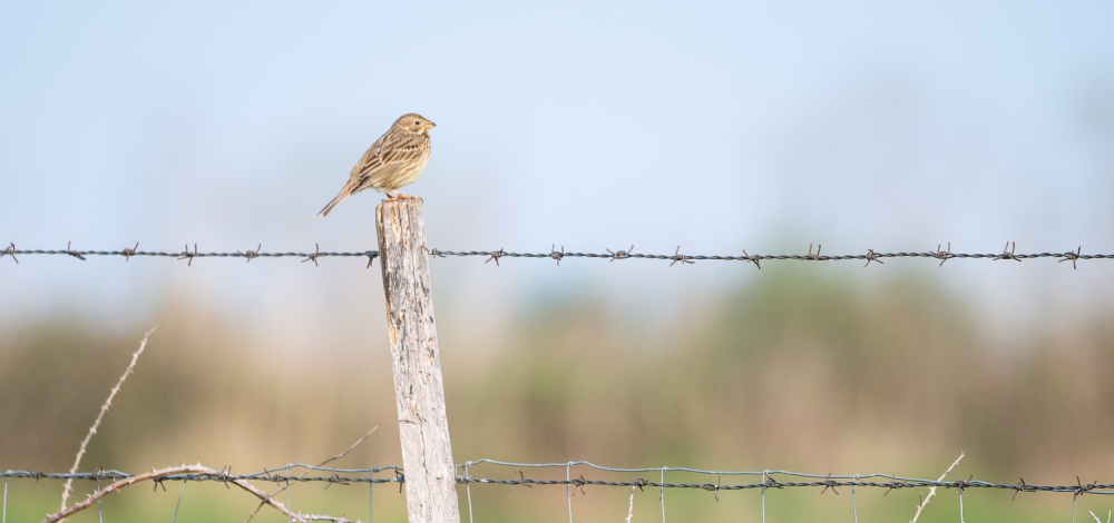 "Wer singt denn da?" - Vogelstimmenwanderung in der Gohrischheide Zeithain