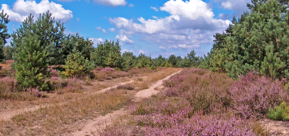VELO WILDNIS für Kids