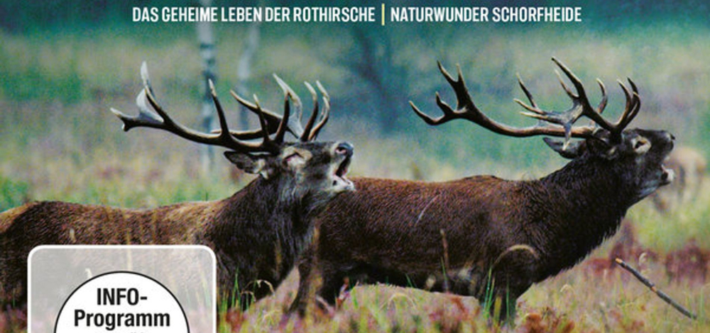 WILDNISKINO "Deutschlands wilder Wald - das geheime Leben der Rothirsche"
