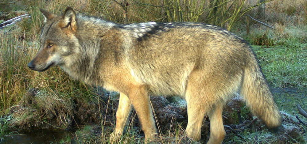 Familienwanderung - "Die Superkräfte des Wolfs" in der Gohrischheide Zeithain
