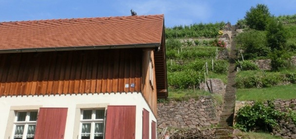 WeinWanderung Cossebaude - Terrassenweinbau in den linkselbichen Tälern