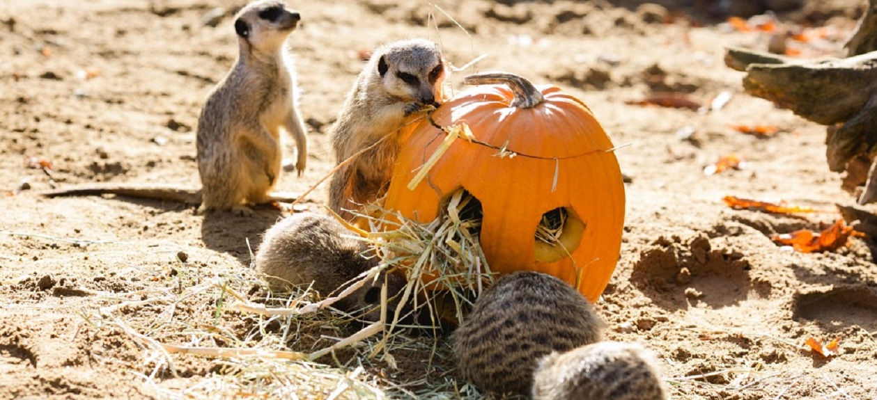 Halloween-Tipps