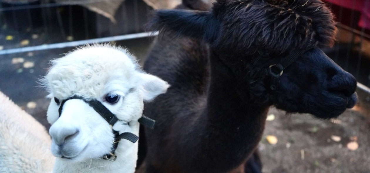 Veranstaltungstipps für Sonntag