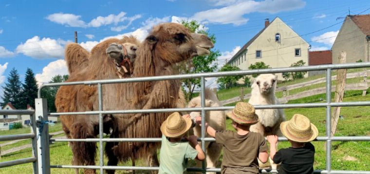 Tag der offenen Tür auf dem Kamelhof