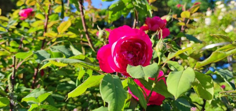 Rose kulinarisch - die Rolle der Rose als Speisenzutat, Aromaträger und Gefühlserzeuger